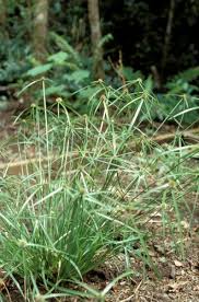 Image result for Kyllinga squamulata