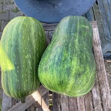 Image result for Cucurbita moschata