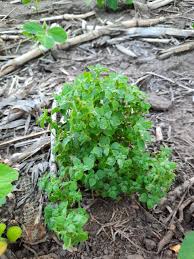 Image result for Parietaria