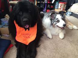 Saylor And Her Drool Bib Dog Pictures Puppies Dogs