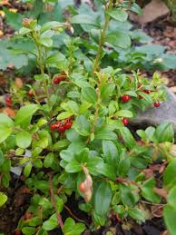 Leider decken moos und flechten den boden auch, wer ist stärker? Cranberry Grossfruchtige Moosbeere Red Star Howes Vaccinium Macrocarpon Red Star Howes Baumschule Horstmann