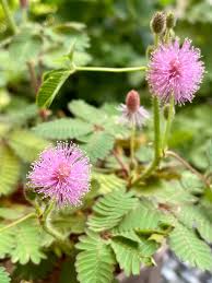 Image result for Mimosa pudica