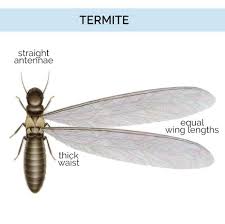 There are different types of termite treatments and most are based on the size of your a large or national pest control company will cost more, just because they have more things to pay for. 110 Termites Ideas Termites Termite Control Termite Treatment