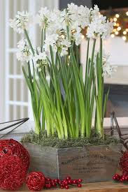 Ziva Produces Big Clusters Of Snowy White Sweetly Fragrant Flowers These Cold Sensitive Bulbs Also Known As Bulb Flowers Beautiful Flowers Fragrant Flowers