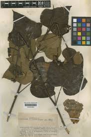 Image result for Azanza lampas