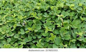 Image result for Grona triflora