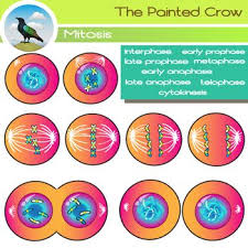 Features of animal cell mitosis. Cell Mitosis Clip Art Cytokinesis Cell Division Color B W Mitosis Clip Art Cell Division