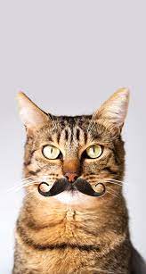 background cat cute animals cats funny animals