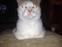 Yahu Sen Kedisin Bu Seri Katil Bakislari Niye Dedirten 19 Kedi Kedi Sevimli Kediler Hayvanlar