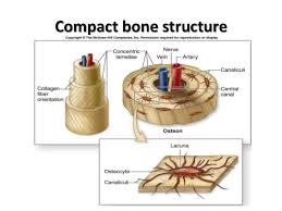 Compact bone, dense bone in which the bony matrix is solidly filled with organic ground substance and inorganic salts, leaving only tiny spaces that contain the osteocytes, or bone cells. Histo Bone