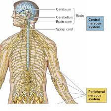 See more ideas about neurons, nervous system, anatomy and physiology. Main Divisions Of The Nervous System 22 Download Scientific Diagram