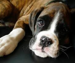 Adopting a dog of any the adoption fee required to adopt a rescued boxer is considered a donation, as we are strictly energy level. Boxer Breeders In Southern Illinois