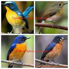 Download mp3 burung decu kembang gacor dan video mp4 gratis. Decu Kembang Mini Mengenal Burung Decu Burung Kecil Dengan Kicauan Nyaring For Your Search Query Decu Kembang Gacor Mp3 We Have Found 1000000 Songs Matching Your Query But Showing