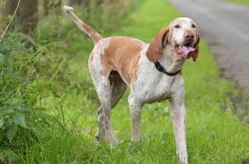 Bracco italiano book for care, costs, feeding, grooming, health and training by asia moore and george hoppendale (2015, trade paperback) covered in this book: Bracco Italiano Breed Guide Uks 1 Pet Blog