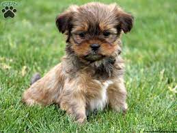 Winnie Maltese Mix Puppy For Sale In Honey Brook Pa Shorkie Puppies Puppies Cute Baby Animals