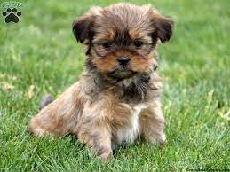 How big do shorkie puppies get? Pin On Puppies