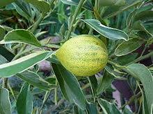 Centennial variegated kumquat tree is a mutation of the nagami kumquat tree. Kumquat Wikipedia