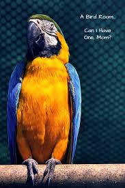 Blue Birds You Can Have As Pets Bird Room Ideas Are Addictive You Have Been Warned