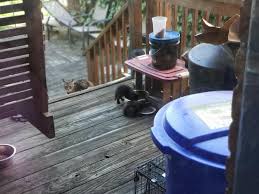 A feral cat suns itself in a cat colony that is watched over by the delaware river waterfront corporation. Pgh Northside Cat Ladies And Friends Feral Cat Supplies Help Us Access A 100 Match Of Your Donation Ioby