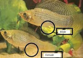Ikan Hias Molly Jantan Dan Betina