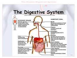 Pin On Digestive System