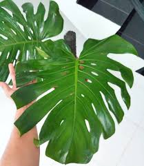 Monstera King Besar 2 Daun Batang Tinggi Dm Wa For Price Detail Monstera Monsteradeliciosa Kingmonstera Mo Living Room Trends Outdoor Plants Garden S