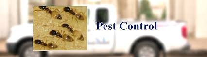 Expert recommended top 3 pest control companies in portland, oregon. Pest Control For The Portland Metro Area