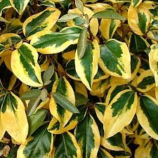 Gilt Edge Silverberry Google Search Garden Plants For Sale Front Yard Plants Buy Plants Online