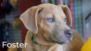 Stacker compiled a list of dogs available for adoption in phoenix on petfinder, ranging in age, breed composition. Available Dogs Tru Rescue