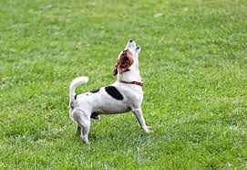Toutefois, il est tout de même possible qu'il n'ait pas conscience de la gêne occasionnée : 4 Facons D Empecher Votre Chien D Aboyer Quand Vous N Etes Pas A La Maison Fugues