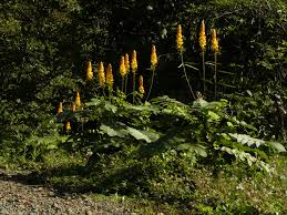 Image result for Senna alata