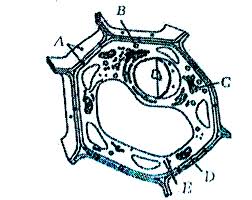 Crafted by derwent in its uk manufacturing plant, chromaflow pencils reflect a rich heritage of quality dating back to 1832, with each pencil checked for color accuracy and consistency before leaving the. The Following Diagram Shows Some Of The Missing Structures In A Plant Cell A E Identify The Structure Img Src Https D10lpgp6xz60nq Cloudfront Net Physics Images Arh Neet Bio V01 C15 E02 129 Q01 Png Width 80