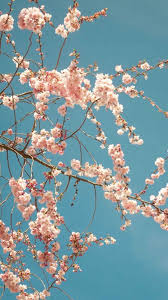 Download wallpapers trees, 4k, 5k wallpaper, sakura, spring. 4k Sakura Wallpaper Ixpap