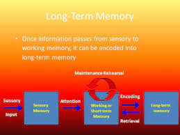 Storage Long Term Memory The Relatively Permanent And Limitless Storehouse Of The Memory System Holds Memories Without Conscious Effort Ppt Download