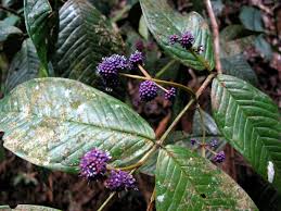 Image result for Memecylon