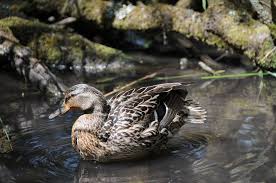 Birds That Lay Eggs On The Ground Uk How To Build Nest Boxes For A Mallard Duck Ehow Uk Mallard Duck Nesting Boxes Mallard