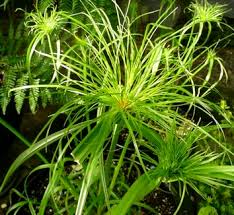 Image result for Cyperus albostriatus