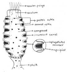 (beat up and draw water up into the sponge). Department Of Zoology At Andc Zoology Museum Permanent Slides Porifera Wikieducator