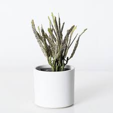 Image result for Euphorbia platycephala