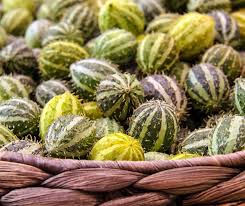 Image result for Cucumis myriocarpus