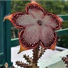 Check spelling or type a new query. Super Rare Edithcolea Grandis Persian Carpet Flower Edithcolea Sordida Flowers Flower Shoot Beautiful Flowers