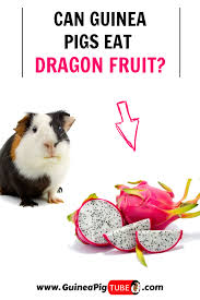 We did not find results for: Pin On Guinea Pig Food And Diet