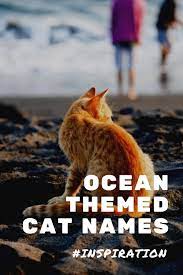 Ocean And Water Themed Cat Names Cat Names Cute Cat Names Happy Cat