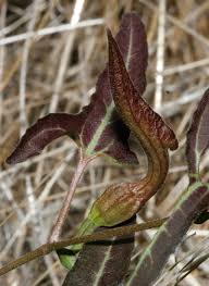Image result for Aristolochia heppii