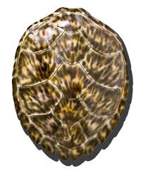 Hawksbill Sea Turtles Considered By Many To Be The Most Beautiful Of Sea Turtles For Their Colorful Shells The Hawksbill Is Found In Tropical Wat Pinteres