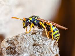 Wasps are undervalued as predators and pollinators - Earth.com