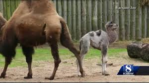 It has nostrils that can open and close. Animal Stories With Dan Green Baby Louis The Camel