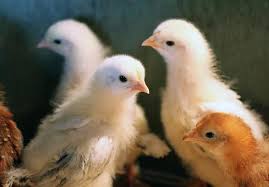 Maybe you would like to learn more about one of these? Chick Easter Brahma Cherry Egger Baby Feathers Poultry Fowl Farm Container Pikist