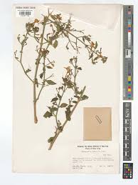 Image result for Rhinacanthus zambesiacus