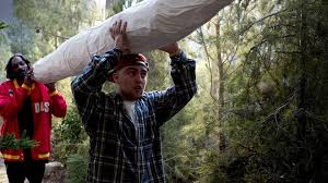 Gurus latest trades with arca:buz. The Marijuana Etf Is A Buzz Kill On 4 20 Marketwatch
